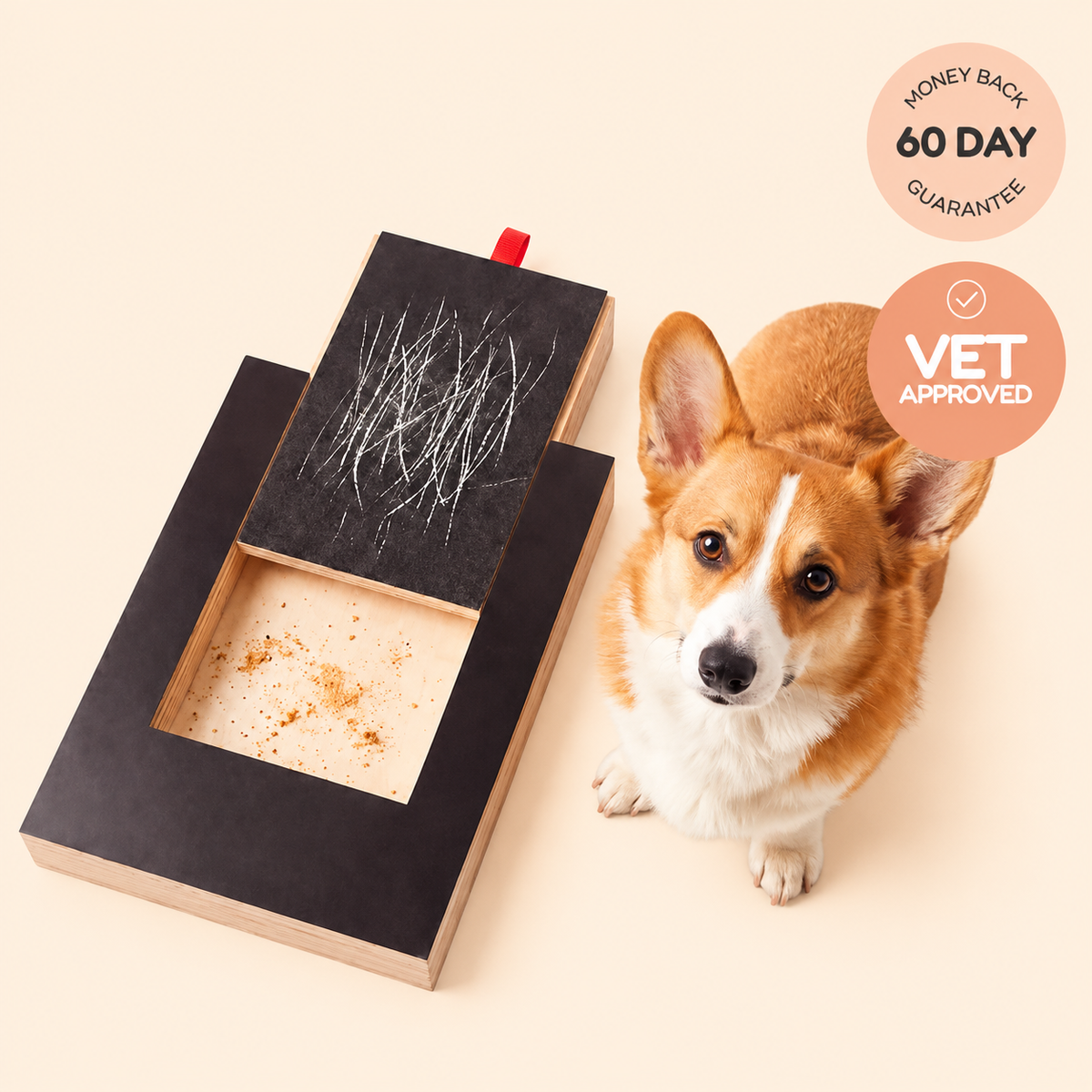 Corgi with ScratchCalm dog nail file scratch board
