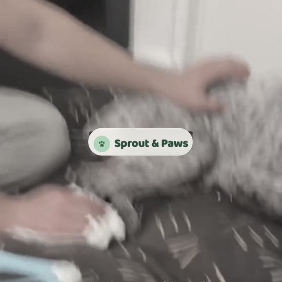 Dog paw on Sprout & Paws board revealing the hidden treat drawer