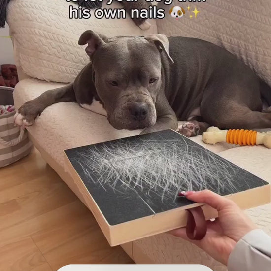 POV letting your dog trim his own nails with Sprout & Paws