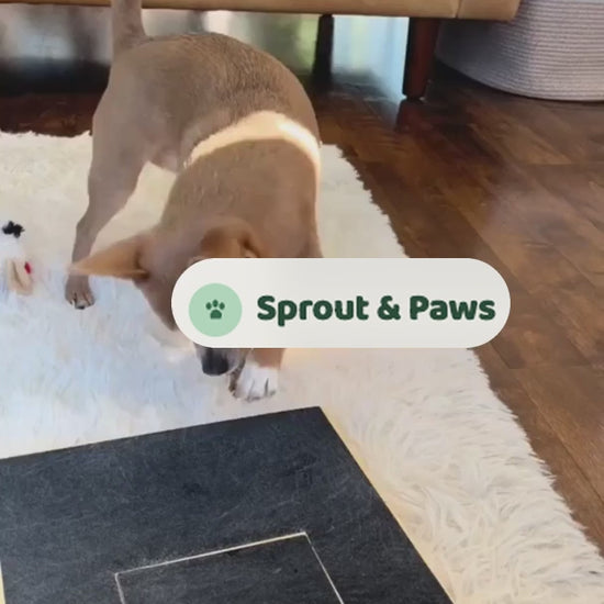 Small dog using Sprout & Paws nail scratch board at home