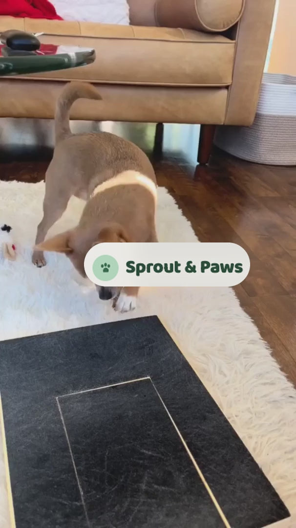 Small dog using Sprout & Paws nail scratch board at home